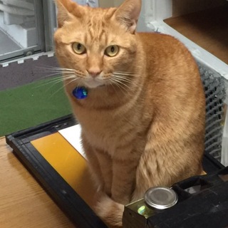 名古屋 飼育放棄猫 潤２歳♂