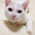 名古屋 飼育放棄猫 涼1歳♂