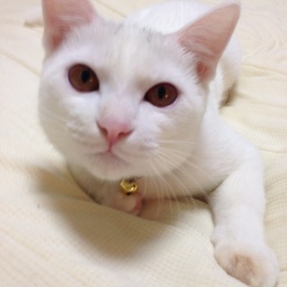 名古屋 飼育放棄猫 涼1歳♂