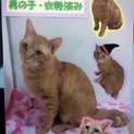 名古屋 飼育放棄猫 コタロー 1歳♂