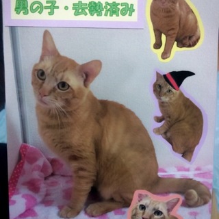 名古屋 飼育放棄猫 コタロー 1歳♂