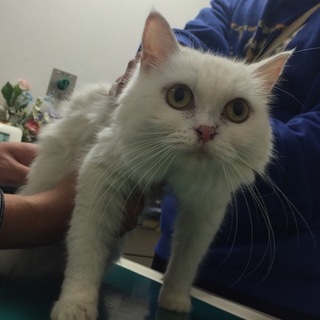 穏やかなチンチラ☆若♀