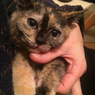 名古屋 サビ猫ビッキ♀の里親様募集