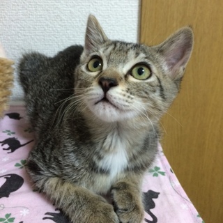 控え目な甘えん坊　キジトラ　女の子