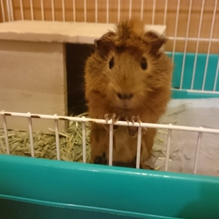 多頭崩壊よりレスキュー