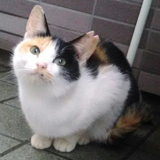 三毛猫ちゃん