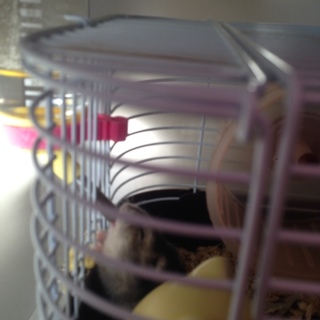 とっても臆病ですが好奇心旺盛です！