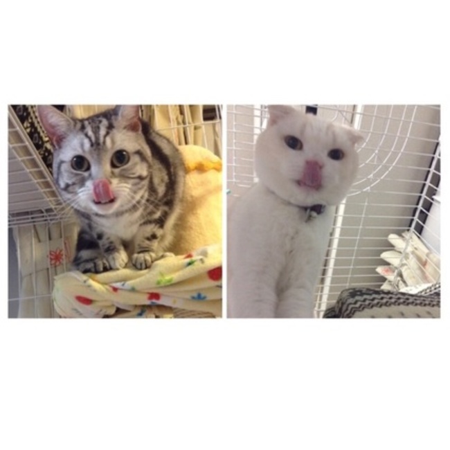 日向♪のカバー写真