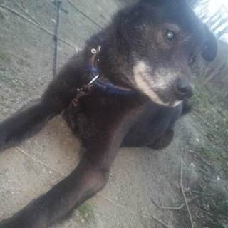 雑種 ブラック君 ♂