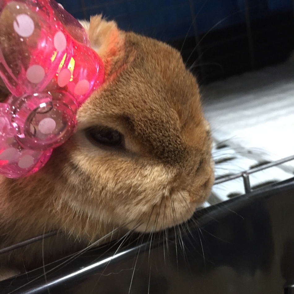 桜のカバー写真