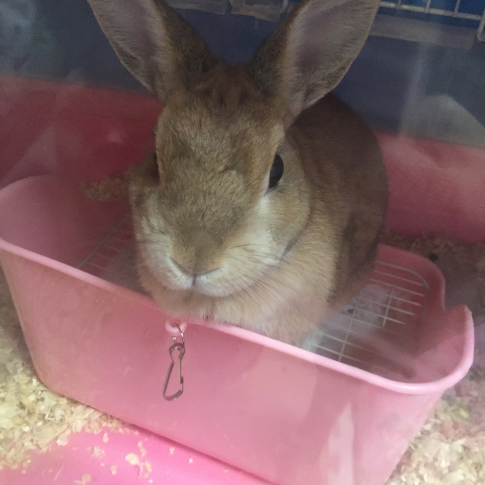 蒲公英のカバー写真