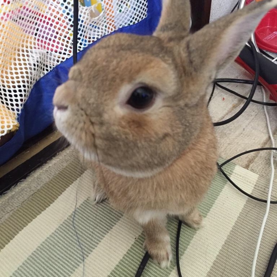 向日葵のカバー写真
