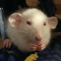 黒菜（クロナ）}