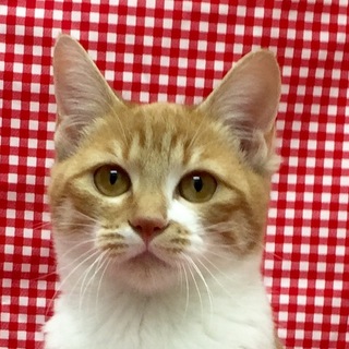 遊ぼうニャ・誘い上手の白茶ちゃん