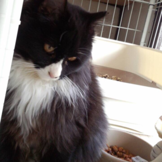 とても人懐こい長毛2歳♀もらってください。