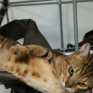 ベンガル満1歳  甘えん坊でやんちゃな男の子です。