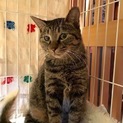 おてんばトモカ(朝鹿)ちゃんキジトラメス 