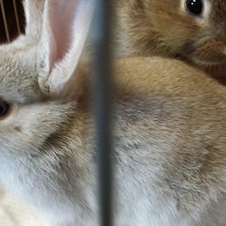 仔うさぎ 生後6週間目　全員貰われました