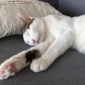 史上最強！お出迎えニャンコのニコちゃん