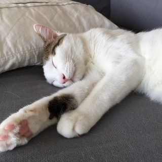史上最強！お出迎えニャンコのニコちゃん