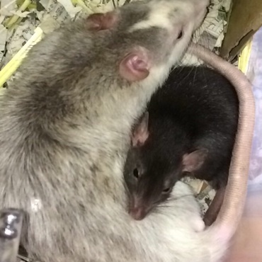 仲良く丸まってます( ^ω^ )