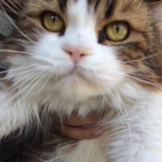 立ち耳スコの男の子です