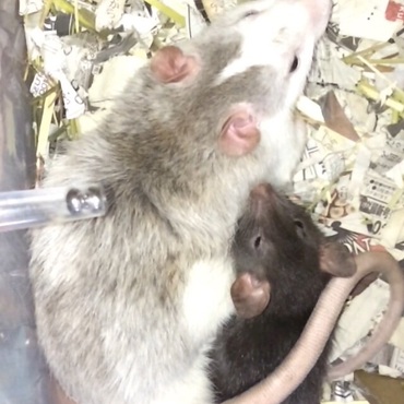 フイリップ兄ちゃんとシロ