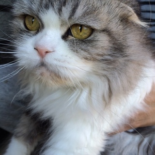 折れ耳スコの女の子です