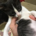 ３ヶ月の子猫ちゃん！