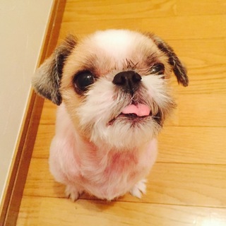 おなかすぐ見せちゃうパンちゃん♡