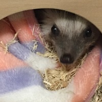 ドドリアさん