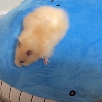 スティンキー