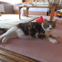 みかん