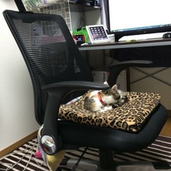 単身者里親になる3ヶ月目