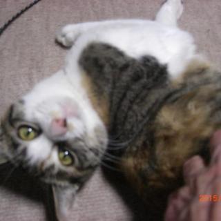 マイちゃん６ヶ月♀ミケ子猫