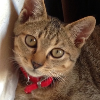 癒しの猫ちゃん