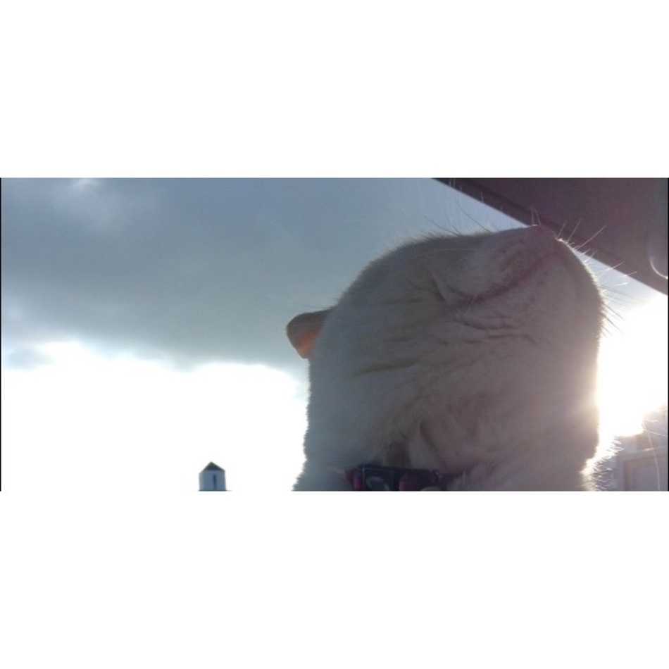 でんすけのカバー写真