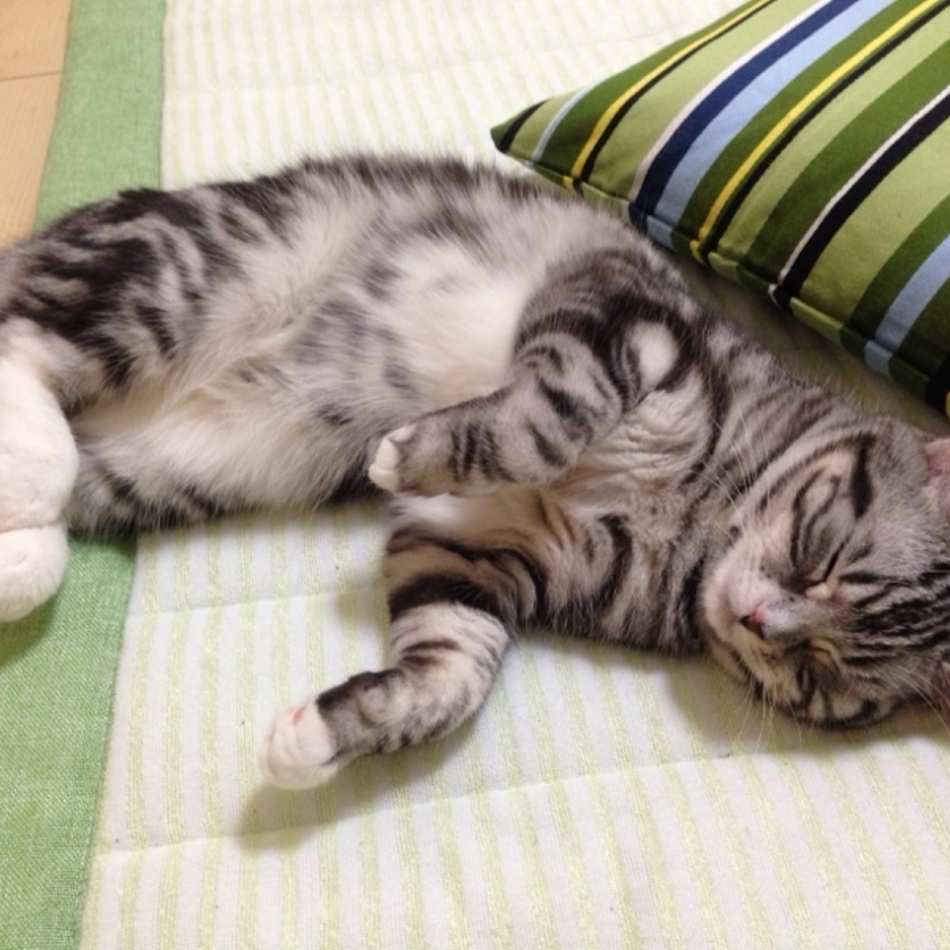 ミシカのカバー写真