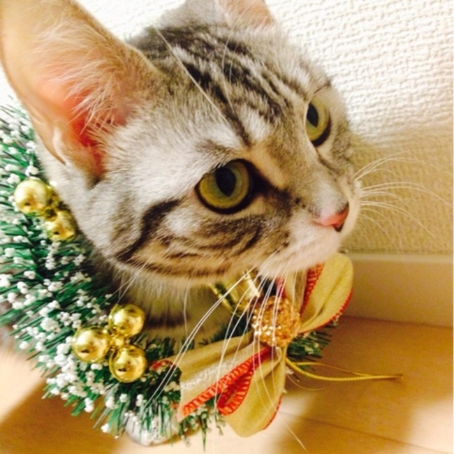 EMiGOHANのカバー写真