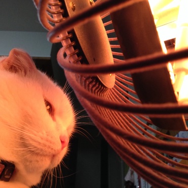 2年前。ストーブの前が好きなでんちゃん。take1