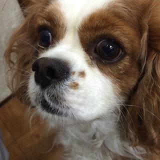 食いしん坊な、やんちゃな、おぼろ君☆