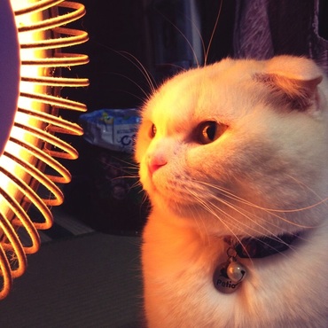 2年前。ストーブの前が好きなでんちゃん。take2