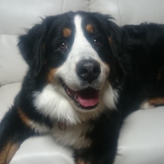 女の子のバーニーズ