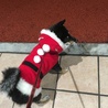 もうすぐクリスマス☆。.:＊・゜
