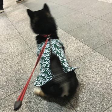 お気に入りの唐草模様の袢纏U•ω•U