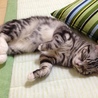 お昼寝☆。.:＊・゜