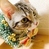 もうすぐクリスマス(∗•ω•∗)