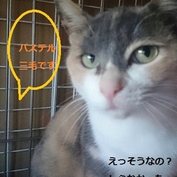 一緒だと暖かいね。猫とほっこりしませんか？ラスト譲渡会～おぶねこ～