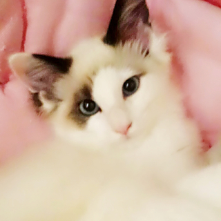 青い目の猫王子マリオちゃん