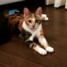 こんなに大きくなりました。しじ美。